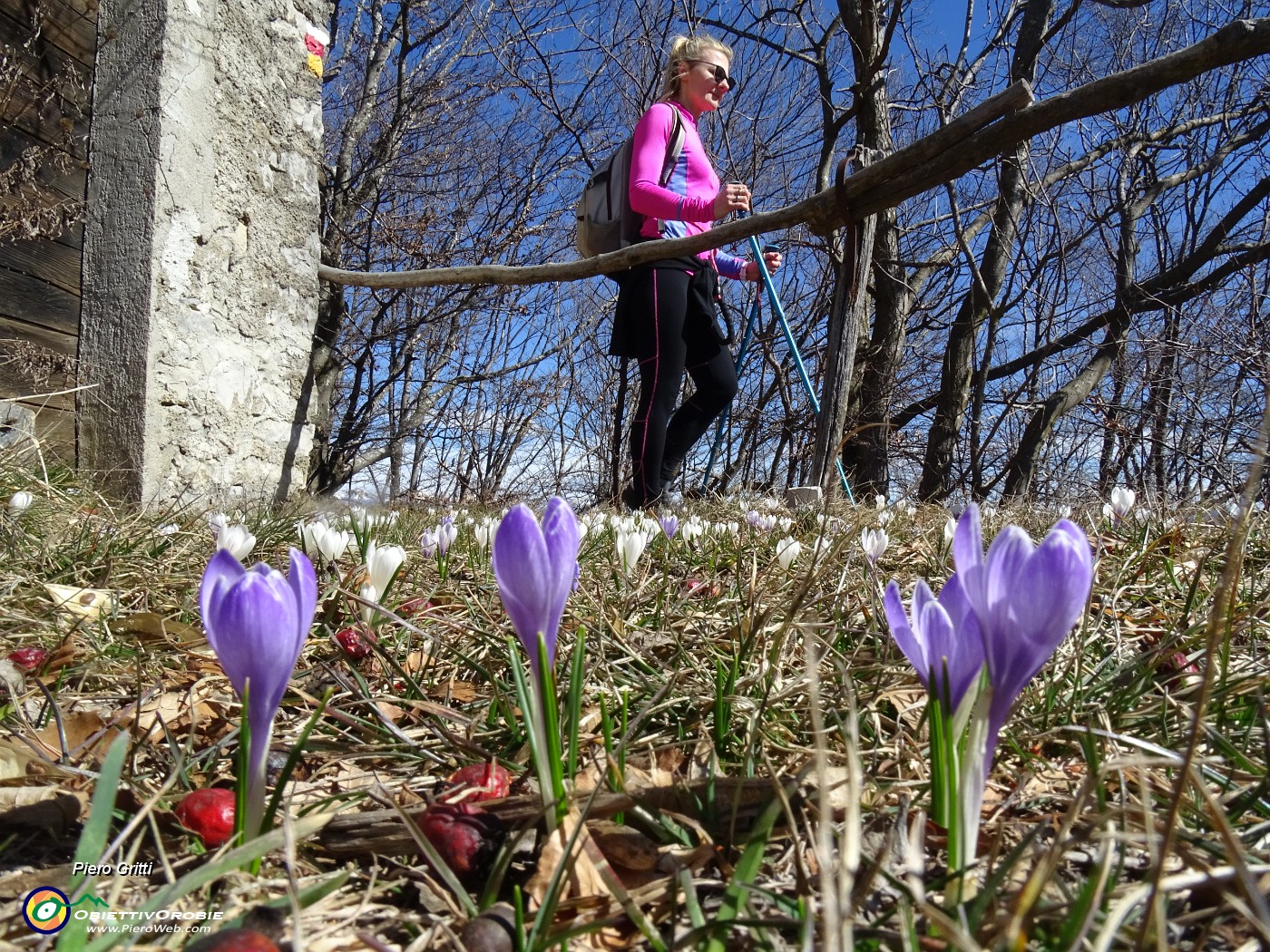 64 Crocus (Crochi) sul sentiero per il Monte Tesoro.JPG